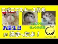 ロボロフスキー３兄弟 お誕生日が決まったよ！！【ハムスター/ロボロフスキー/キンクマ】