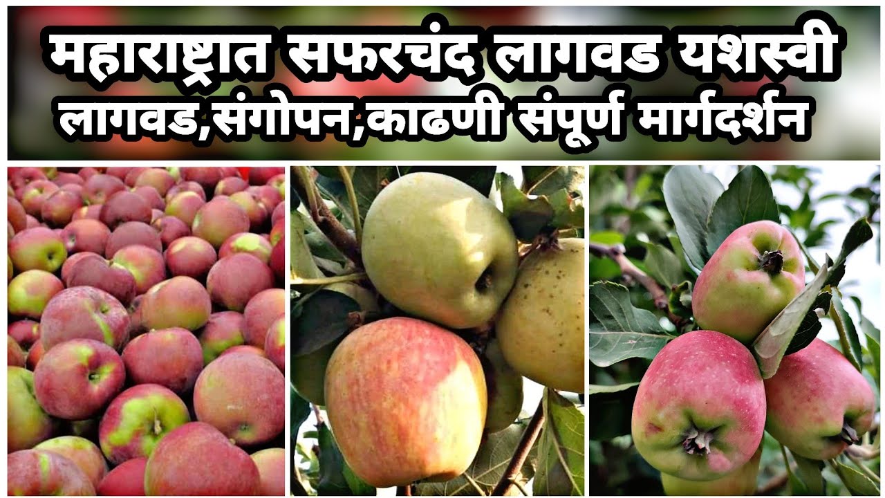 कशी बहरली सफरचंद शेती महाराष्ट्रात | अनोखा प्रयोग | Success🍎 