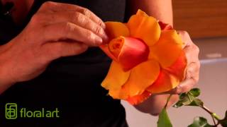 How to Reflex a Rose by Floral Art LA 65,765 views 10 years ago 1 minute, 7 seconds