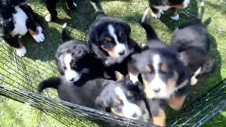 Bernese Mountain Dog Puppies For Sale