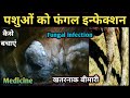 Fungal infection in Animals|| पशुओं को फंगल इन्फेक्शन से कैसे बचाएं??कौन सी दवा का उपयोग करें