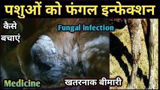 Fungal infection in Animals|| पशुओं को फंगल इन्फेक्शन से कैसे बचाएं??कौन सी दवा का उपयोग करें