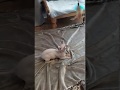 Dwelf Cat or sphynx with short legs の動画、YouTube動画。