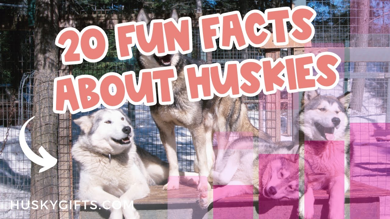 20 Fun FACTS About Huskies (Siberian Husky STATISTICS) 