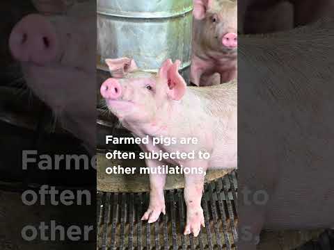 Ear Notching: Learn How and Why the Meat Industry Mutilates Piglets.