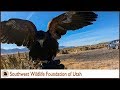 Hawking with Belle | Harris Hawk | Falconry