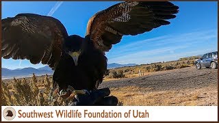 Hawking With Belle Harris Hawk Falconry