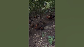 Hlau youtube pub qaib qus lom zem heev.Hlau cho gà rừng ăn vui vẻ quá