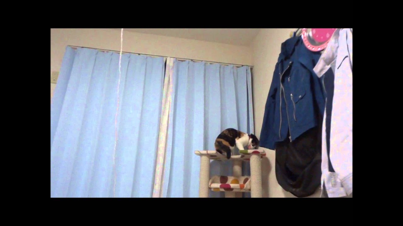 二つおもちゃを投げると両方持ってくる猫 Youtube