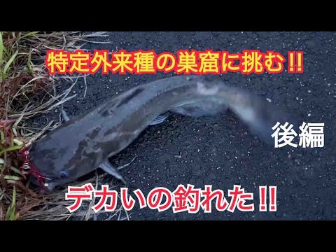 [後編]霞ヶ浦のあの特定外来種を釣って食う❗️