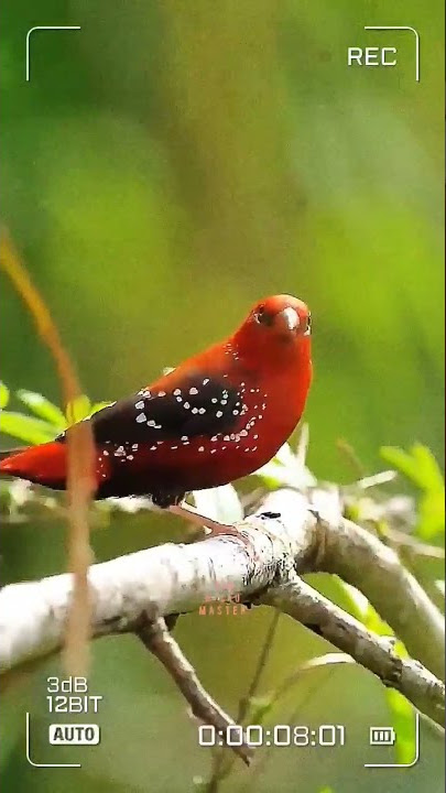 Strawberry finch
