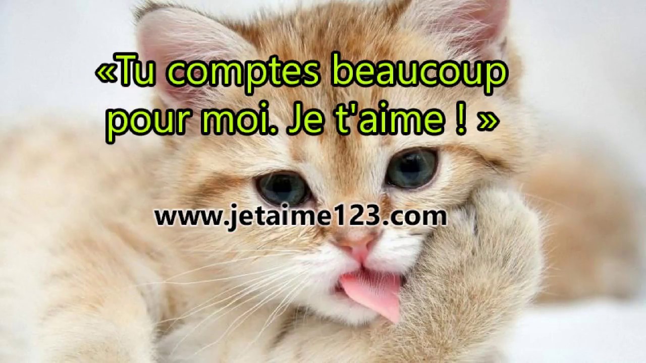 Citations avec des chats - YouTube