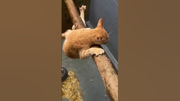 Meong Berusaha Bertahan Hidup#lucu #cat #funny #anakkucinglucuimutgemesin