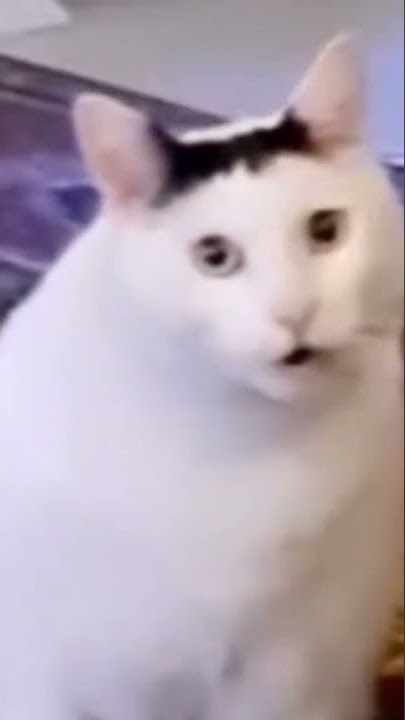 Mentahan Kucing T*lol