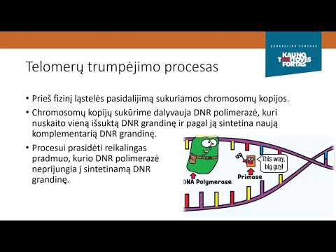 Video: Skirtumas Tarp Telomerų Ir Telomerazių