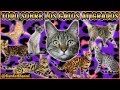 Todo Sobre Los Gatos Atigrados - SiamCatChannel