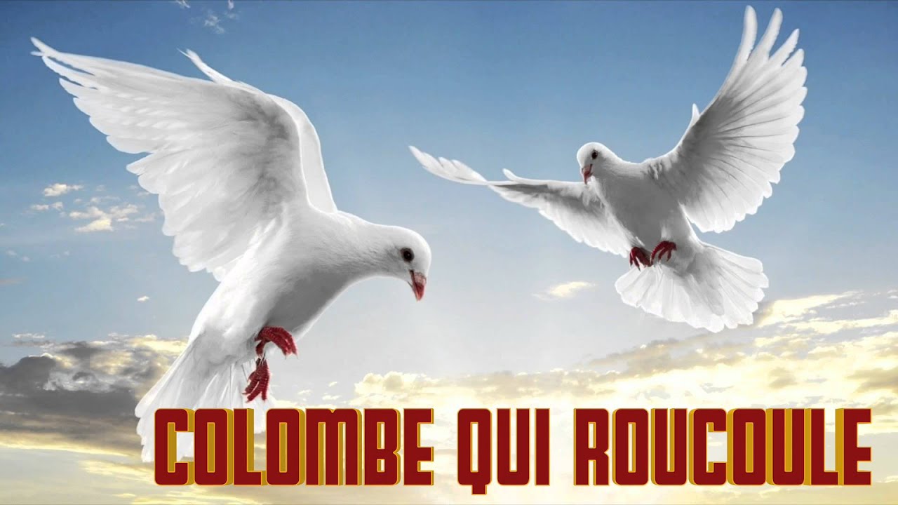 Colombe qui Roucoule le Cri de la colombe chant chante YouTube
