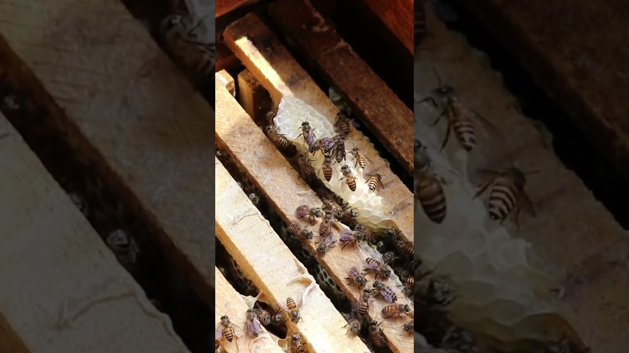 Watch Wonderful Honey Bees and their calming sounds #calming #instrumentalmusic #bees buzzing on YouTube Watch Wonderful Honey Bees and their calming sounds #calming #instrumentalmusic #bees buzzing on YouTube