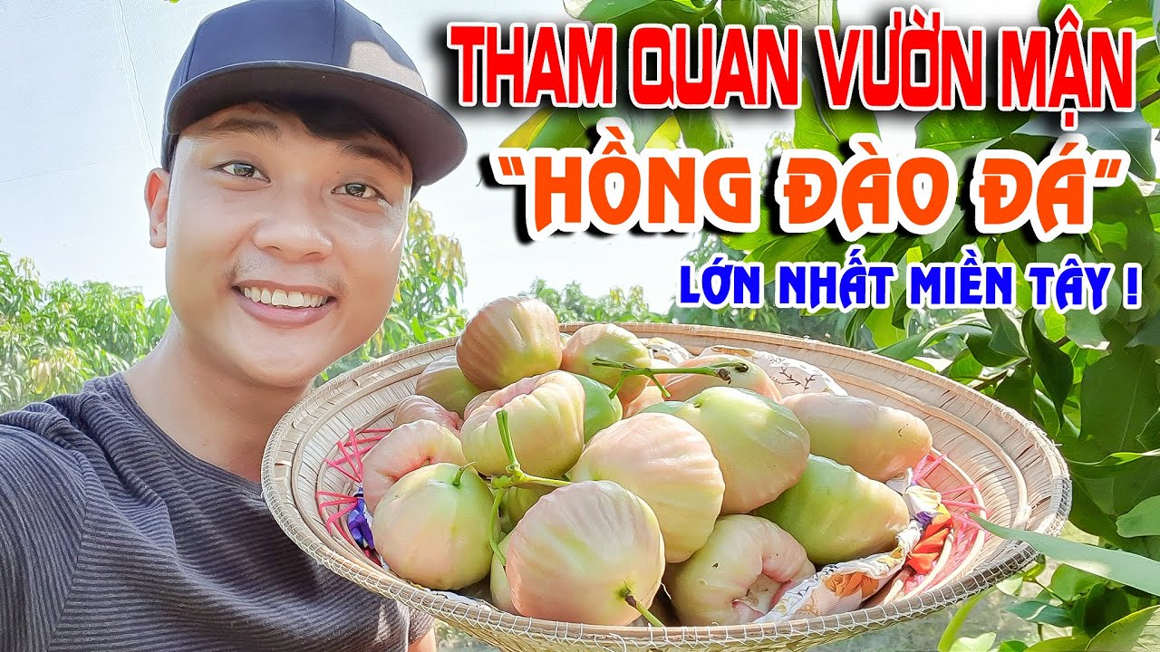 Khám phá vườn mận Hồng Đào Đá lớn nhất miền tây | BÀ CON TRÚNG MÙA