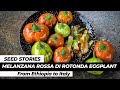 Melanzana Rossa di Rotonda Eggplant — Antisana Seed Company