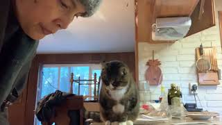 Cat waiting for treats. by Shadow the Manx and Daisy Doggo 10 views 1 year ago 1 minute, 24 seconds