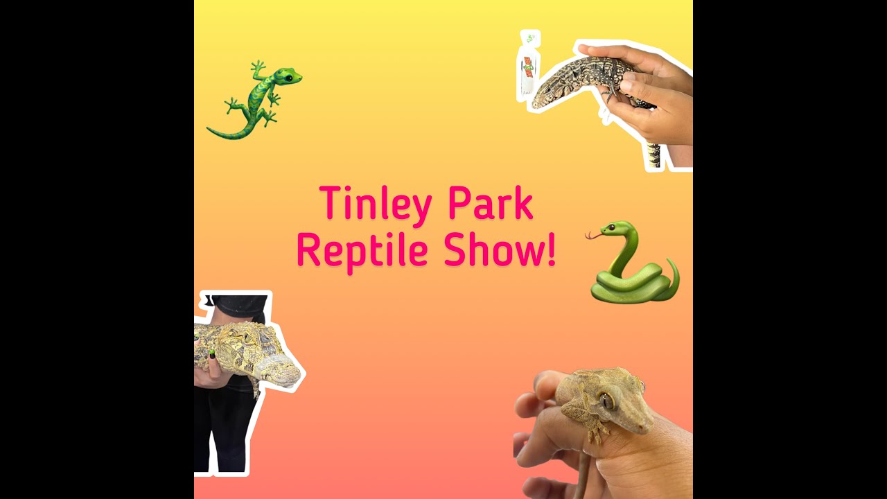Tinley Park Reptile Show!!! YouTube