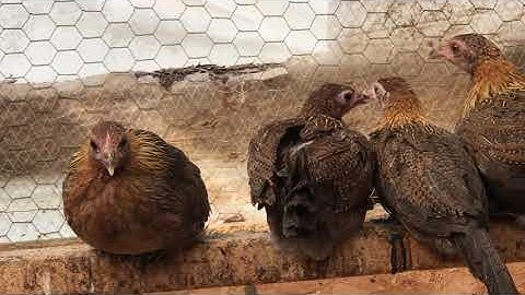 qaib qus qaib dib nraj pheasant jungle fowl