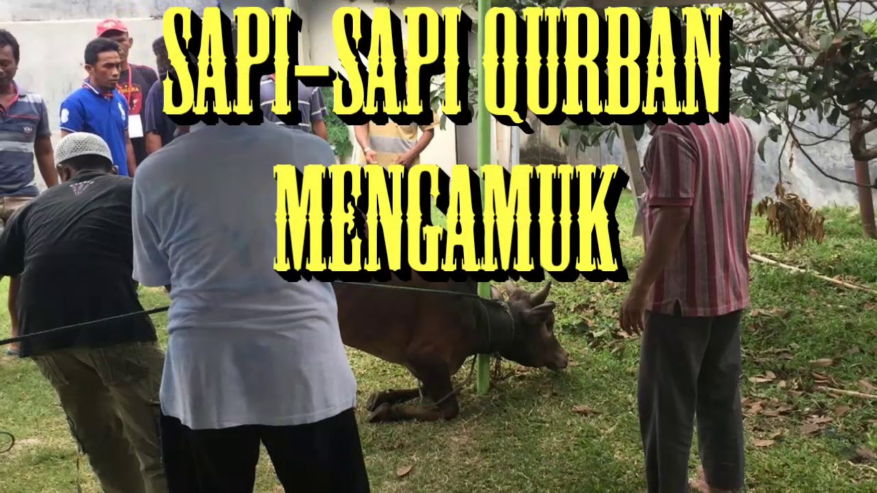 VIDEO Sapi-sapi Qurban Ngamuk di Hari Raya Haji - YouTube