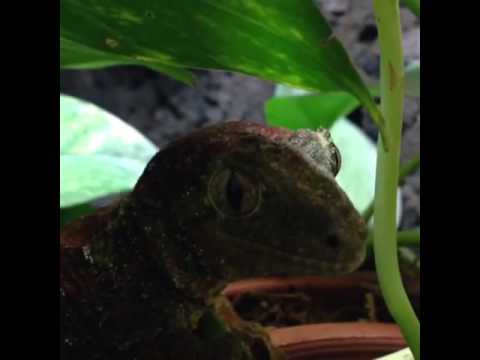 mniarogekko chahoua for sale uk Female Mniarogekko chahoua guarding her egg