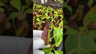 N. robcantleyi x ephippiata: BE-4677 - Kenny Coogan - carnivorous