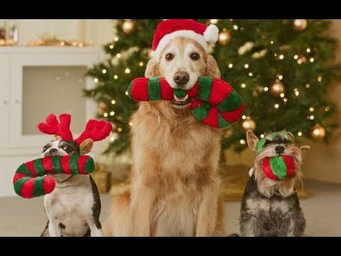 Animali Il Loro Buon Natale Youtube