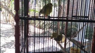 SUARA ANAK BURUG CIPOH DAN ANAK BURUNG KOLIBRI KELAPA