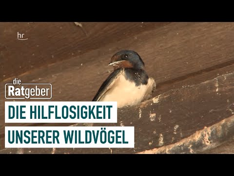 Video: Was bedeutet Wildvogel?