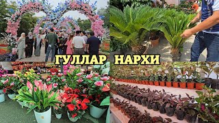 картинка: Гуллар байрамида ноёб Гуллар нархи. Камилия, Гусмания, Мансай, Цикас, Кофе дарахти