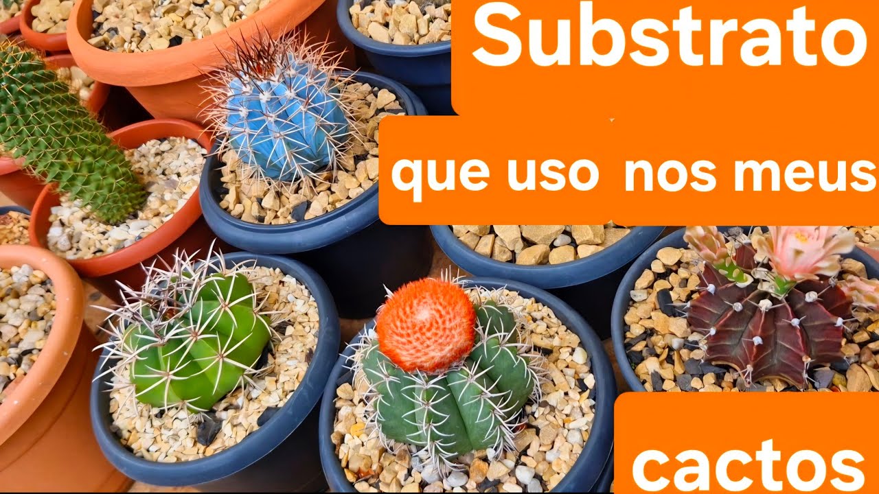 Meu substrato para cactos + cactos com flores