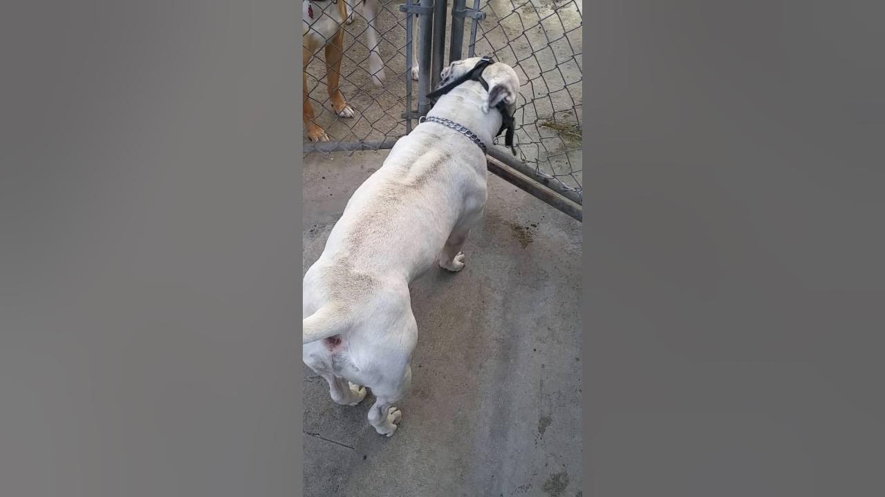 Introduction with Hackles Up YouTube