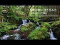 4K 岩苔と湧水  聖地の森から湧き出る  瓜割の滝　LUMIX  S1で撮る