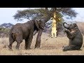 LION PRIDE AMBUSH ELEPHANT HERD | Lion Climb Up Tree To Escape From Elephant Revenge