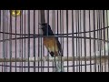 Suara Burung Pelanduk Semak Jika Dibawakan Murai Batu Lepas Trotol Mp3 - Mp4 Download