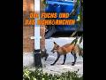 Nachdem Das Mädchen Einen Fuchs Gefüttert Hatte Der Keine Beute Fangen Konnte Tier Tiere mp3