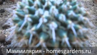Маммилярия - популярный кактус-ёжик Маммилярия - популярный кактус-ёжик