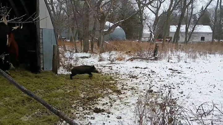 Wild pigs staying warm in the barn in Manitoba
