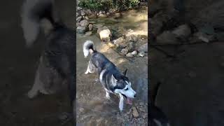 Fuimos a caminar con nuestro perro desde muy temprano by Master cachorro 137 views 1 year ago 1 minute, 8 seconds