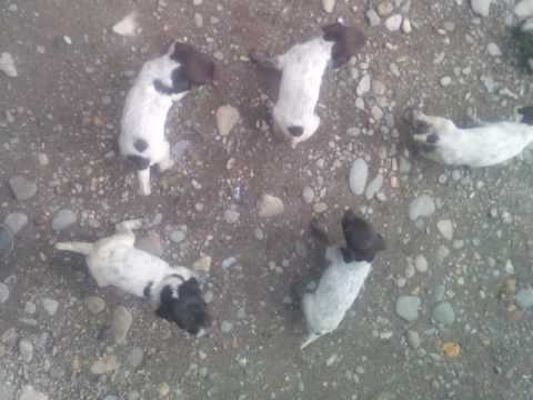 იყიდება სუფთა ჯიშის დათხარის ლეკვები ოზურგეთში   N 551-100-283