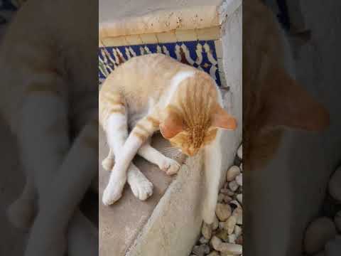 اسباب موت القطط ماهو علاج القطط