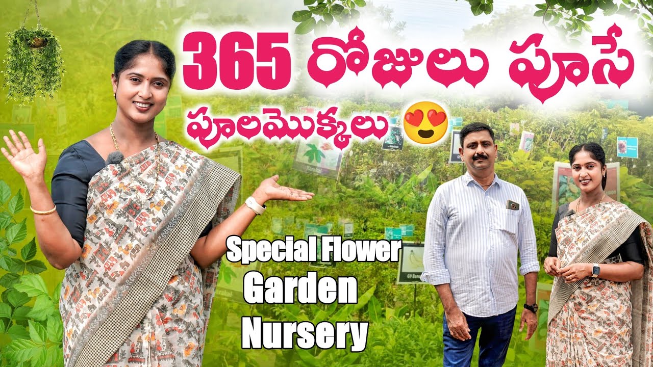 రోజు పూలు పూసే పూల మొక్కలు | Exotic Flower plants | best nursery| online delivery 