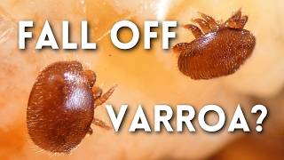 O fim dos ácaros Varroa? 🤯 As abelhas conseguem vencer os ácaros Varroa naturalmente?