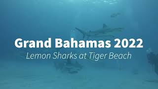 Grand Bahamas 2022 - Lemon Sharks at Tiger Beach - 11/16