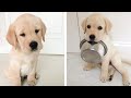 These Cute Labrado Baby Are Adorable 😍 Watch It All To See What You&#39;re Doing 🐶 😋 | Cute Puppies