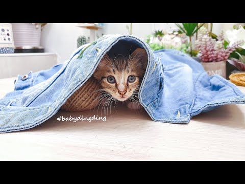 【-cat-video-】baby-dingding-&-baby-dangdang-~growing-up-chapter-5-~-day-33